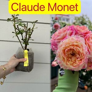 Claude Monet own root rose plant