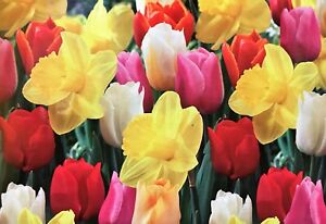 Tulip Daffodil Mix Bulbs | Prechilled | Ready to Bloom Indoors or Outdoors