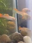 Pack Of 6 Live 24k Gold Sunset Guppy -Live Freshwater Fish female & male mixed