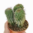 4 inches - Euphorbia horrida cactus Cacti Succulent - real LIVE plant - 4 inches