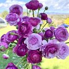 5 Purple Ranunculus Bulbs for Planting