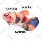 Live Betta Fish High Quality  HMPKFemale Multicolor USA AV#115