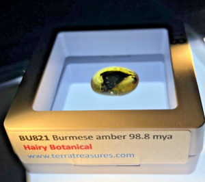 A101 BU821 Unsually Hairy Botanical in Burmese Amber Burmite 99mya