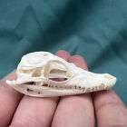 1 pcs Crocodile Skull Real Animal Skull Taxidermy Collection 2 inches / 5 cm