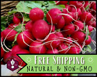 900+ Radish Seeds [Red Cherry Belle] Heirloom, Non-GMO Vegetable Garden Seed
