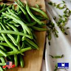 Bean Fresh Seeds Bush Contender Non-GMO Heirloom Vegetable