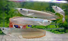 Silver Arowana / Osteoglossum bicirrhosum - Live Freshwater Fish