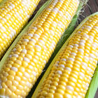 Ambrosia F1 Hybrid Corn Seeds | Bicolor Sweet | Non-GMO | Free Shipping | 1109