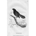 BIRDS Wattle Bird - Antique Print 1809