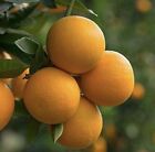 Orange Fruit - 15 Seeds 2024 - USA seller