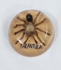 Vintage Tarantula Lucite 4 Inch Dome Paperweight Acrylic Taxidermy Spider