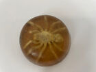 Vintage Tarantula Lucite Dome Paperweight Acrylic Taxidermy Spider