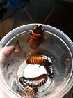 adult hissing cockroaches  for feeders or pets