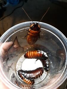 5 adult hissing cockroaches  for feeders