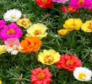 MOSS ROSE SEEDS 500+ PORTULACA DOUBLE MIX annual FLOWER garden FREE SHIPPING