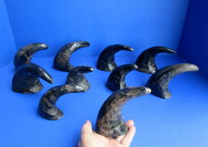 10 Piece lot of  Semi-Polished Water Buffalo horns 6 to 8 inches (S)