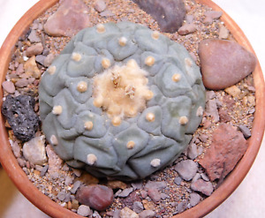 Rare Cactus F-sp.BlueSuper Large No-Reserve From-Seed  no-copiapoa/astrophytum
