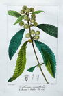 BLACK WATTLE CALLICOMA Pancrace Bessa Hand Coloured Antique Botanical Printc1820