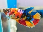 Live Betta Fish Multicolor GalaxyHMPK male From Thailand