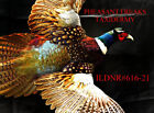 NEW ROOSTER RINGNECK PHEASANT FLYING RIGHT MOUNT TAXIDERMY FLYING ILDNR#616-21