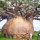 5 Baobab Seeds Adansonia digitata 