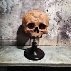 African Cradle board skull dental educational specimen antique osteology rare Od