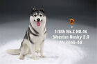 Mr.z 1/6 Siberian Husky Dog Pet Figure Sit Huskie Animal Model Collector Decor