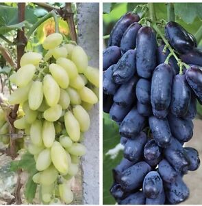 20 Mixed Finger Grape Seeds Grow Your Own Fruit Non GMO TX USA Easy Homegrown