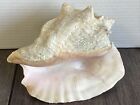 Queen Conch Fossilized Shell Pink Large Beautiful 9X6X4” Natural Decor 1 1/2 LB