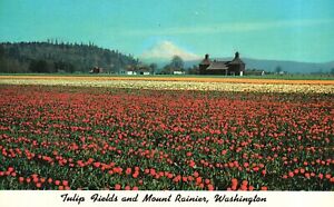 Vintage Postcard Tulip Fields Bloom near Orting and Mount Rainier Washington