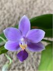 Phalaenopsis Hsinying Blueberry (XL Healthy Plant) smells like cinnamon rolls