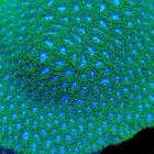 Big Kahuna Blueberry Fields Leptastrea - Coral Frag - LPS