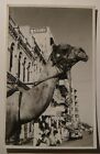 Camel ,street view.Karachi,Pakistan.Hotel Metropole cancel.1957.RPPC Gevaert