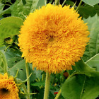 Tall Teddy Bear Sunflower Seeds | Giant Sungold Big Gold Sun Flower Seed 2024