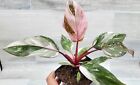 Philodendron Marble Galaxy Pink Princess rare live house plant in 4 inch pot
