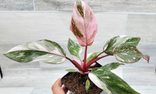 Philodendron Marble Galaxy Pink Princess rare live house plant - in 3