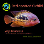 GREAT RED-SPOTTED CICHLID 1.5 TO 2