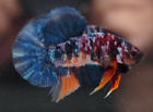Live Betta Fish Deep Blue Galaxy HMPK Male Quality Grade from Thailand