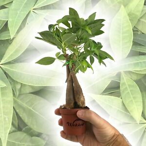 Money Tree Braid - Live Plants in 3 Inch Growers Pots - Pachira Aquatica