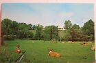 Scenic Good Old Days Country Quiet Summer's Day Postcard Old Vintage Card View