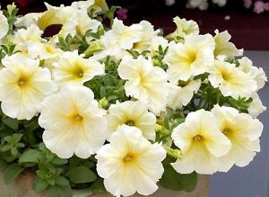 Petunia Prism Sunshine Pelleted Seeds, Attracts Butterflies, FREE SHIPPING