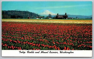 Tulip Fields Mount Rainier Washington Orting Wash Flowers Mountain VTG Postcard