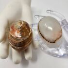 Stone Eggs Lot Of 2 Onyx Alabaster Marble Polished White Beige Ring Layers 3 in