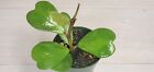 Hoya Kerrii live rare house plants in 4  inch nursery planted pot