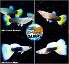 1 TRIO - Live Aquarium Guppy Fish High Quality - HB Half Black Yellow