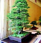20 California Coast Redwood Seeds Giant Sequoia Bonsai TALLEST TREE in the WORLD