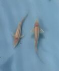 1 Live Albino Sterlet Sturgeon Fish - 3-4”