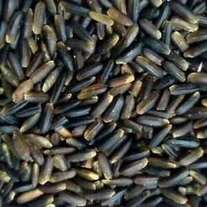 Wild Black Japonica Rice GMO free Premium Quality