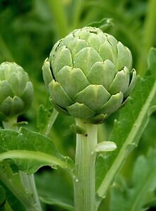 100+Organic Green Globe Artichoke Seeds | NON-GMO | Heirloom | Fresh Garden 2024