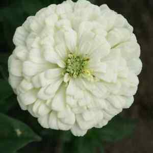 Giant White Zinnia Purity Flower Seeds